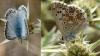 Polyommatus sp.